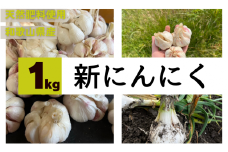 秘境の地からお届けする あゆみファームの新にんにく １kg【2024年5月下旬から順次発送】/ 新にんにく 生にんにく にんにく ニンニク  予約受付 ガーリック 和歌山【aym011】