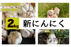 秘境の地からお届けする あゆみファームの新にんにく 2kg【2024年5月下旬から順次発送】/ 新にんにく 生にんにく にんにく ニンニク  予約受付 ガーリック 和歌山【aym012】