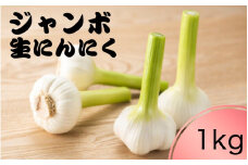 令和７年度産 秘境の地からお届けする あゆみファームのご家庭用新ジャンボ生にんにく １kg【6月中旬～７月上旬から順次発送】/ にんにく ニンニク ジャンボにんにく 予約受付 ガーリック 和歌山【aym018】