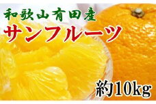 和歌山有田産サンフルーツ約10kg(M～3Lサイズおまかせ) ※2021年3月下旬～4月下旬にかけて順次発送【tec850】