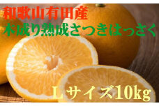 こだわりの和歌山有田産木成り熟成さつき八朔 10kg(Lサイズ) ※2024年4月上旬～4月下旬ごろ順次発送【tec841】