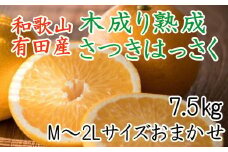 こだわりの和歌山有田産木成り熟成さつき八朔7.5Kg（M～２Lサイズおまかせ）※2024年4月上旬～4月下旬ごろ順次発送【tec844】