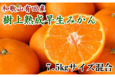 紀州有田産早生みかんの樹上熟成みかん7.5kg(サイズ混合) ※2022年1月中旬より順次発送【tec804】