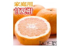 ＜6月発送＞家庭用甘夏柑10kg+300g（傷み補償分）【初夏のみかん・旬の果物】【有田産】【光センサー食べ頃出荷】【わけあり・訳あり】【ikd070A】