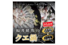 【先行予約】幻のクエ！国産 養殖クエ鍋500g 刺身150g くえ 鍋 セット 【fki101】