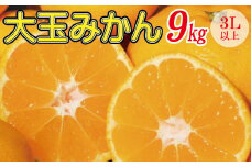 先行予約 和歌山の美味しい大玉みかん 約9kg （3L以上）【2023年12月上旬頃～2024年2月上旬に順次発送（お届け日指定不可）】/みかん ミカン 柑橘  和歌山県【mat309】