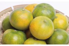 厳選　極早生有田みかん3.5kg+105g（傷み補償分）【YN26・ゆら早生】＜9月中旬より順次発送予定＞【ikd001-2A】