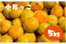 【2S～3Sサイズおまかせ】温州みかん 「小粒っこ」 5kg (極早生・早生・中生・晩稲)【2023年10月中旬～2024年2月下旬までに順次発送】＜味好農園＞/温州 みかん 小玉 蜜柑 柑橘 みかん 極早生 早生 中生 晩稲 小粒 果物 フルーツ 【agy005】
