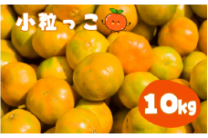 【2S～3Sサイズおまかせ】温州みかん 「小粒っこ」 10kg (極早生・早生・中生・晩稲)【2023年10月中旬～2024年2月下旬までに順次発送】＜味好農園＞/温州 みかん 小玉 蜜柑 柑橘 みかん 極早生 早生 中生 晩稲 小粒 果物 フルーツ 【agy006】