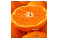 ＜11月上旬～＞濃厚有田みかん【サイズ混合】 4kg ※2024年11月上旬～下旬頃に順次発送予定【ard157A-1】