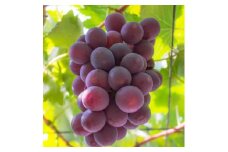 【夏秋の美味】フルーツ王国和歌山の"濃厚"種無しピオーネ　約2kg ※2024年8月上旬～9月下旬頃に順次発送予定 ※北海道・沖縄・離島への配送不可 ※着日指定不可【ard202】