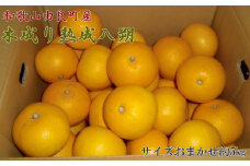 【産直】和歌山由良町産の木成り熟成八朔約5kg(サイズおまかせ) ※2025年3月中旬～2025年4月下旬頃に順次発送予定（日付指定不可）【tec960】
