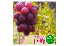 紀州和歌山産 巨峰ぶどう 約2kg ※2025年8月下旬頃〜2025年9月上旬頃に順次発送 ※日付指定不可 巨峰 ぶどう ブドウ 葡萄 果物 くだもの フルーツ【uot784A】