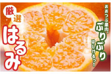 ＜2月より発送＞厳選 はるみ5kg+150g（傷み補償分）【デコポンの姉妹品種・新食感春みかん】【光センサー選別】【わけあり・訳あり】【ikd194】