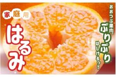 ＜2月より発送＞家庭用 はるみ5kg+150g（傷み補償分）【デコポンの姉妹品種・新食感春みかん】【光センサー選別】【わけあり・訳あり】【ikd195】