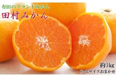 【ブランドみかん】田村みかん約3kg(S.M.Lサイズおまかせ・秀品)※2025年11下旬～2025年12月下旬頃に順次発送【tecj1034】 