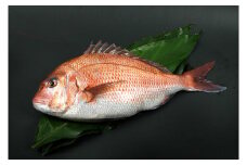 紀州梅まだい（鮮魚）【iws200】