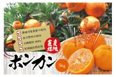 【先行予約】濃厚な甘さ！くしもとポンカン L～2L 5kg 【2025年1月上旬～2025年2月上旬発送予定】 柑橘 ぽんかん フルーツ みかん ミカン オレンジ 限定 有機率100%肥料 節減対象農薬不使用 化学肥料不使用【sse100】