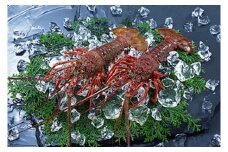  【予約 11月～順次発送】活イセエビ 1kg （2尾～3尾）黒潮が寄せる海で育った一味違う伊勢海老 【mhs105-2】