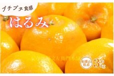 はるみ 約3kg/サイズおまかせ　※2025年1月下旬～2025年3月中旬頃に順次発送(お届け日指定不可)　紀伊国屋文左衛門本舗　【kstb461B】