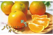 【国産　訳あり】希少　バレンシアオレンジ　7kg【ご家庭用】　※2026年6月下旬頃～7月上旬頃 順次発送予定【uot712】