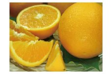 バレンシアオレンジ[約5kg]湯浅町田村産春みかん春かんきつ(無選別・果実サイズ混合)　※2025年6月中旬～7月下旬頃に順次発送【kstb491A】