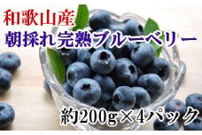 和歌山の朝採れ完熟ブルーベリー約800g(約200g×4パック) ※2024年7月上旬～7月下旬頃順次発送（お届け日指定不可）【tec510】