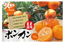 【訳あり】くしもとポンカン 5kg S･Mサイズ混合 ご家庭用  先行予約【2025年1月上旬～2025年2月上旬発送予定】（お届け日指定不可） 訳あり みかん 柑橘 ぽんかん フルーツ ミカン オレンジ 限定 和歌山【sse208】