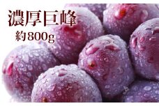 【先行予約】【夏の美味】濃厚巨峰　秀品　約800g　化粧箱入り【2023年8月頃発送予定】【ard056】