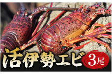 【捌き方動画付き】活伊勢エビ 3尾セット 伊勢海老 イセエビ 3尾 セット 串本町 伊勢えび 伊勢エビ 海老 産地直送【ben001】