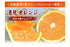 田村産清見オレンジ[約4.5kg]湯浅町田村産春みかん(果実サイズおまかせ)/紀伊国屋文左衛門本舗　※2025年3月中旬～4月下旬頃発送予定【kstb492A】