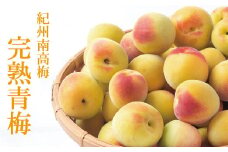 【梅干し用】和歌山の完熟青梅10kg 秀品（サイズ混在）※2023年6月上旬～7月上旬頃に順次発送（お届け日指定不可）紀州南高梅【mat404】