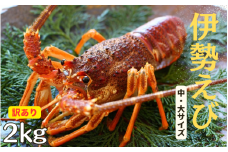 和歌山県産 伊勢えび 中から大サイズ 訳あり(容量が前後するため)　計2kg / 伊勢海老 いせえび エビ 海鮮 魚貝【tcr004A】