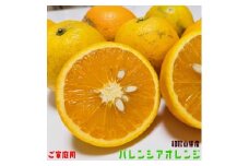 【先行予約】有田育ちの国産バレンシアオレンジ(ご家庭用)　3kg【農家直送】【和歌山県産】【ard178A】