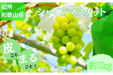 紀州和歌山産 シャインマスカット 約2kg ※2025年8月下旬頃〜2025年9月上旬頃に順次発送 ※日付指定不可 ぶどう ブドウ 葡萄 マスカット 果物 くだもの フルーツ 人気 旬の果物【uot798】