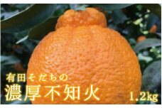 【先行予約】有田育ちの濃厚不知火(ご家庭用)(通称デコポン)　約1.2kg　【ard208】