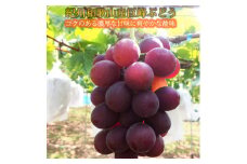 紀州和歌山産の種なし巨峰ぶどう２房（約800g〜1kg）※2025年8月上旬頃〜2025年9月上旬頃に順次発送予定 / ぶどう ブドウ 葡萄 種無し フルーツ 果物 くだもの【uot814】 
