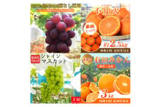 【全4回】紀州和歌山産旬のフルーツセット(巨峰・シャイン・みかん・不知火) / 果物定期便 フルーツ定期便 みかん オレンジ 柑橘 くだもの 果物 シャイン マスカット ぶどう 巨峰 しらぬい 不知火 【tkb399】