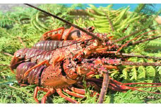 南紀黒潮 活き伊勢海老 約2キロ サイズ・入数おまかせ / イセエビ 伊勢海老 伊勢えび 活イセエビ 海鮮 魚貝 魚介【iws305】