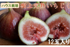 【ハウス栽培】和歌山県産樹上完熟いちじく12玉入り ※2025年8月上旬～2025年10月上旬頃発送予定 / イチジク 無花果 いちじく 果物 くだもの 和歌山 【tecj1013】