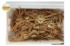 D24-111 【魚倉】活お任せセコガ二 1kgセット【期間限定】 鳥取県 おすすめ ズワイガニ
