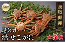 D24-045 鳥取県産　足欠け活せこがに（大５枚）【期間限定】 鳥取県 おすすめ セコガニ ズワイガニ