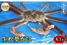 E24-075 【魚倉】タグ付き生松葉ガニ 大 約800g【期間限定】 鳥取県 おすすめ 松葉かに ズワイガニ