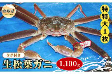 F24-074 【魚倉】タグ付き生松葉ガニ 特特大 約1,100g【期間限定】 鳥取県 おすすめ 松葉かに ズワイガニ