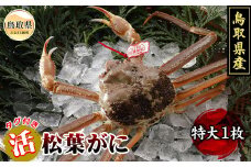 F24-078 鳥取県産　活松葉がに【期間限定】 鳥取県 おすすめ タグ付 松葉かに ズワイガニ