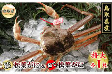 F24-010 鳥取県産　活松葉がに＆茹で松葉がに【期間限定】 鳥取県 おすすめ タグ付 松葉かに ズワイガニ