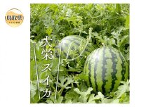 B24-211 大栄すいか　秀1玉　（2Ｌ以上）【期間･数量限定】