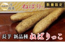 B24-216 ねばりっこ【数量限定】