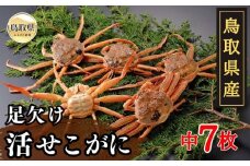 C24-087 鳥取県産　足欠け活せこがに（中７枚）【期間限定】 鳥取県 おすすめ セコガニ ズワイガニ