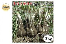 B24-349 砂丘らっきょう（根付き）3キロ【期間限定】